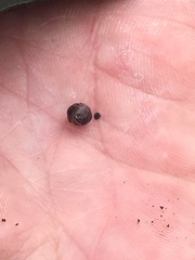 Cylisticus convexus
