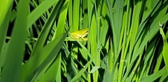 Hyla japonica