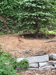 Turdus migratorius