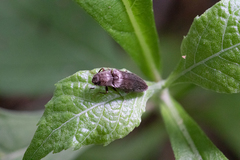 Dixicollis divaricatus