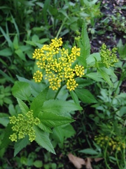 Zizia aurea
