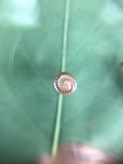 Diplopoda