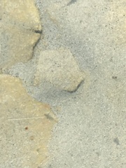 Artemiidae