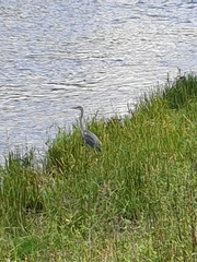 Ardea cinerea