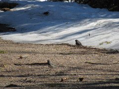 Junco hyemalis image