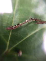 Annelida