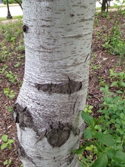 Populus tremuloides