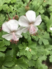 Geranium macrorrhizum