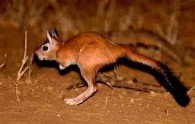 トビウサギ