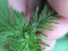 Hemiptera