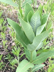 Asclepias syriaca