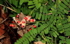 Abrus precatorius africanus