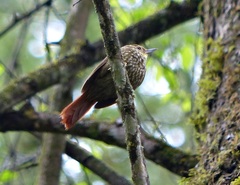 Syndactyla rufosuperciliata