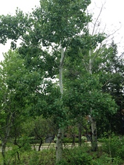 Populus tremuloides