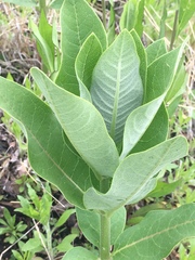 Asclepias syriaca