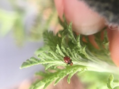 Hemiptera
