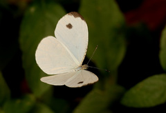 Leptosia alcesta inalcesta