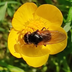 Cheilosia albitarsis