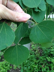 Populus tremuloides