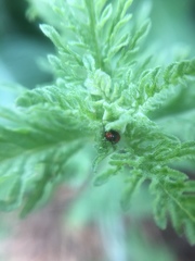 Hemiptera