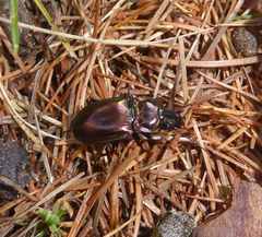 Pterostichus burmeisteri