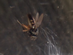 Diptera
