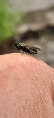 Chloromyia formosa