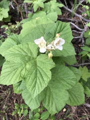 Rubus parviflorus