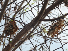 Polistes crinitus