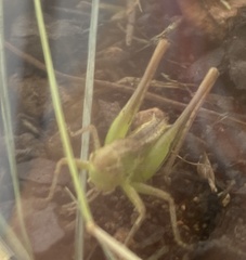 Tettigonia viridissima