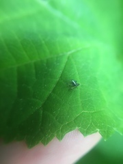 Hemiptera