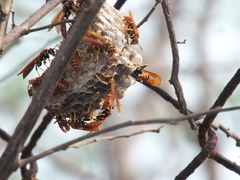 Polistes crinitus