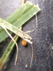 Collembola