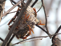 Polistes crinitus