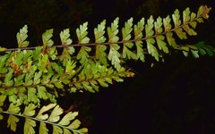 Asplenium praemorsum