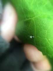 Hemiptera