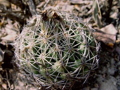 Coryphantha radians