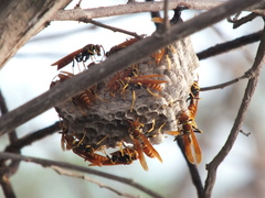 Polistes crinitus