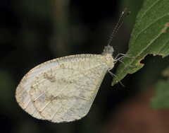 Leptosia alcesta inalcesta