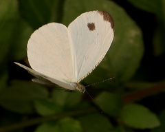 Leptosia alcesta inalcesta