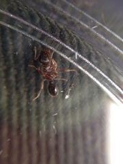 Hymenoptera