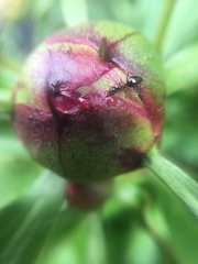 Formicidae