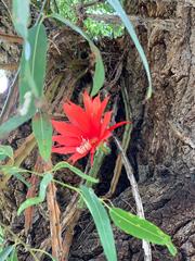 Disocactus speciosus