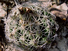 Coryphantha radians