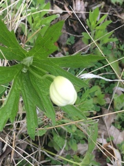 Anemonastrum canadense