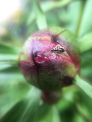 Formicidae