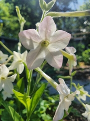 Nicotiana rustica