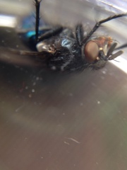 Diptera