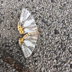 Callabraxas compositata