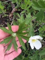 Anemonastrum canadense